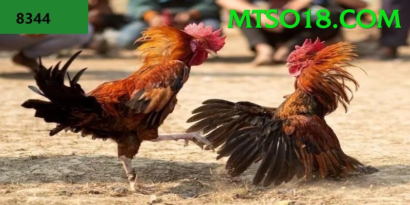 Đá Gà Trực Tiếp - odin678