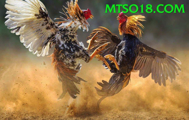 Đá Gà Trực Tiếp - Trải nghiệm tuyệt vời