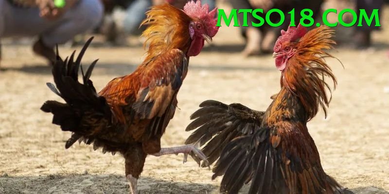 Đá Gà Trực Tiếp - Ưu đãi đặc biệt